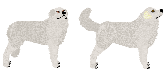 Kuvasz